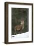 Red Deer (Cervus Elaphus) Stag in Pine Woodland in Winter, Cairngorms National Park, Scotland, UK-Mark Hamblin-Framed Photographic Print