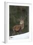 Red Deer (Cervus Elaphus) Stag in Pine Woodland in Winter, Cairngorms National Park, Scotland, UK-Mark Hamblin-Framed Photographic Print