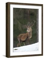 Red Deer (Cervus Elaphus) Stag in Pine Woodland in Winter, Cairngorms National Park, Scotland, UK-Mark Hamblin-Framed Photographic Print