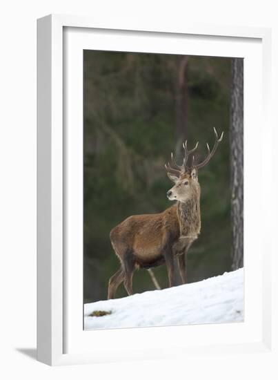 Red Deer (Cervus Elaphus) Stag in Pine Woodland in Winter, Cairngorms National Park, Scotland, UK-Mark Hamblin-Framed Photographic Print