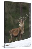 Red Deer (Cervus Elaphus) Stag in Pine Woodland in Winter, Cairngorms National Park, Scotland, UK-Mark Hamblin-Stretched Canvas