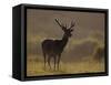 Red Deer (Cervus Elaphus), Stag in Velvet, Grasspoint, Mull, Inner Hebrides, Scotland-Steve & Ann Toon-Framed Stretched Canvas