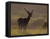 Red Deer (Cervus Elaphus), Stag in Velvet, Grasspoint, Mull, Inner Hebrides, Scotland-Steve & Ann Toon-Framed Stretched Canvas