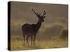 Red Deer (Cervus Elaphus), Stag in Velvet, Grasspoint, Mull, Inner Hebrides, Scotland-Steve & Ann Toon-Stretched Canvas