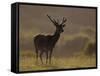 Red Deer (Cervus Elaphus), Stag in Velvet, Grasspoint, Mull, Inner Hebrides, Scotland-Steve & Ann Toon-Framed Stretched Canvas
