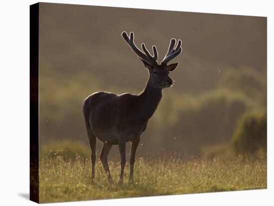 Red Deer (Cervus Elaphus), Stag in Velvet, Grasspoint, Mull, Inner Hebrides, Scotland-Steve & Ann Toon-Stretched Canvas