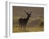 Red Deer (Cervus Elaphus), Stag in Velvet, Grasspoint, Mull, Inner Hebrides, Scotland-Steve & Ann Toon-Framed Photographic Print