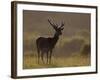 Red Deer (Cervus Elaphus), Stag in Velvet, Grasspoint, Mull, Inner Hebrides, Scotland-Steve & Ann Toon-Framed Photographic Print