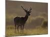 Red Deer (Cervus Elaphus), Stag in Velvet, Grasspoint, Mull, Inner Hebrides, Scotland-Steve & Ann Toon-Mounted Photographic Print