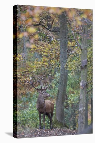 Red Deer (Cervus Elaphus) Stag in Wood During Rut, Klampenborg Dyrehaven, Denmark, October 2008-M?llers-Stretched Canvas