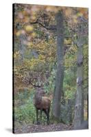 Red Deer (Cervus Elaphus) Stag in Wood During Rut, Klampenborg Dyrehaven, Denmark, October 2008-M?llers-Stretched Canvas