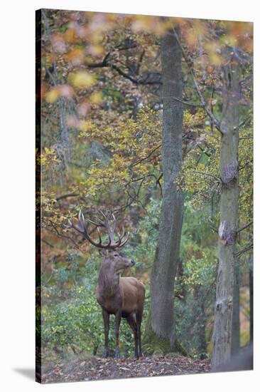 Red Deer (Cervus Elaphus) Stag in Wood During Rut, Klampenborg Dyrehaven, Denmark, October 2008-M?llers-Stretched Canvas