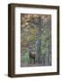 Red Deer (Cervus Elaphus) Stag in Wood During Rut, Klampenborg Dyrehaven, Denmark, October 2008-M?llers-Framed Photographic Print