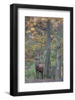 Red Deer (Cervus Elaphus) Stag in Wood During Rut, Klampenborg Dyrehaven, Denmark, October 2008-M?llers-Framed Photographic Print