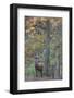 Red Deer (Cervus Elaphus) Stag in Wood During Rut, Klampenborg Dyrehaven, Denmark, October 2008-M?llers-Framed Photographic Print