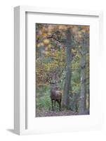 Red Deer (Cervus Elaphus) Stag in Wood During Rut, Klampenborg Dyrehaven, Denmark, October 2008-M?llers-Framed Photographic Print