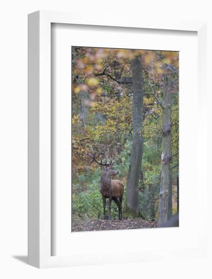 Red Deer (Cervus Elaphus) Stag in Wood During Rut, Klampenborg Dyrehaven, Denmark, October 2008-M?llers-Framed Photographic Print