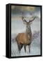 Red Deer (Cervus Elaphus) Stag, Portrait on Frosty Morning, Richmond Park, London, England-Danny Green-Framed Stretched Canvas