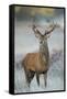 Red Deer (Cervus Elaphus) Stag, Portrait on Frosty Morning, Richmond Park, London, England-Danny Green-Framed Stretched Canvas