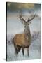 Red Deer (Cervus Elaphus) Stag, Portrait on Frosty Morning, Richmond Park, London, England-Danny Green-Stretched Canvas