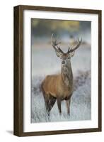 Red Deer (Cervus Elaphus) Stag, Portrait on Frosty Morning, Richmond Park, London, England-Danny Green-Framed Premium Photographic Print