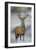 Red Deer (Cervus Elaphus) Stag, Portrait on Frosty Morning, Richmond Park, London, England-Danny Green-Framed Premium Photographic Print