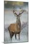 Red Deer (Cervus Elaphus) Stag, Portrait on Frosty Morning, Richmond Park, London, England-Danny Green-Mounted Premium Photographic Print