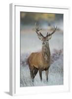 Red Deer (Cervus Elaphus) Stag, Portrait on Frosty Morning, Richmond Park, London, England-Danny Green-Framed Premium Photographic Print