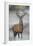 Red Deer (Cervus Elaphus) Stag, Portrait on Frosty Morning, Richmond Park, London, England-Danny Green-Framed Premium Photographic Print