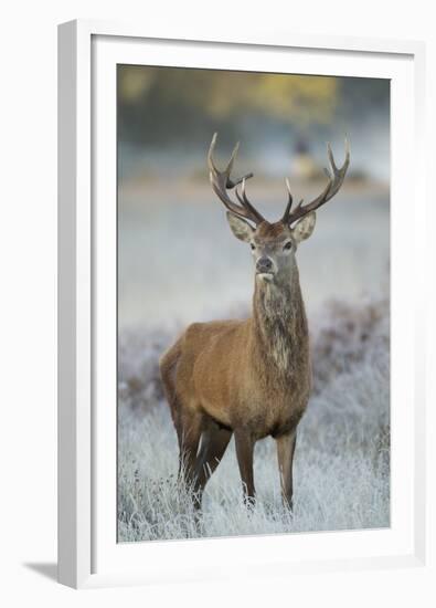 Red Deer (Cervus Elaphus) Stag, Portrait on Frosty Morning, Richmond Park, London, England-Danny Green-Framed Premium Photographic Print