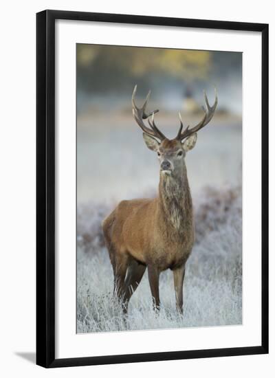 Red Deer (Cervus Elaphus) Stag, Portrait on Frosty Morning, Richmond Park, London, England-Danny Green-Framed Premium Photographic Print