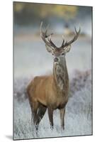 Red Deer (Cervus Elaphus) Stag, Portrait on Frosty Morning, Richmond Park, London, England-Danny Green-Mounted Premium Photographic Print