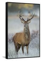 Red Deer (Cervus Elaphus) Stag, Portrait on Frosty Morning, Richmond Park, London, England-Danny Green-Framed Stretched Canvas