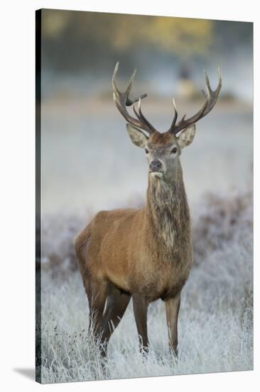 Red Deer (Cervus Elaphus) Stag, Portrait on Frosty Morning, Richmond Park, London, England-Danny Green-Stretched Canvas