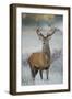 Red Deer (Cervus Elaphus) Stag, Portrait on Frosty Morning, Richmond Park, London, England-Danny Green-Framed Photographic Print