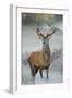 Red Deer (Cervus Elaphus) Stag, Portrait on Frosty Morning, Richmond Park, London, England-Danny Green-Framed Photographic Print