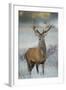 Red Deer (Cervus Elaphus) Stag, Portrait on Frosty Morning, Richmond Park, London, England-Danny Green-Framed Photographic Print