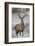 Red Deer (Cervus Elaphus) Stag, Portrait on Frosty Morning, Richmond Park, London, England-Danny Green-Framed Photographic Print