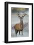 Red Deer (Cervus Elaphus) Stag, Portrait on Frosty Morning, Richmond Park, London, England-Danny Green-Framed Photographic Print