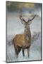 Red Deer (Cervus Elaphus) Stag, Portrait on Frosty Morning, Richmond Park, London, England-Danny Green-Mounted Photographic Print