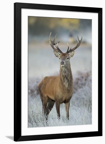 Red Deer (Cervus Elaphus) Stag, Portrait on Frosty Morning, Richmond Park, London, England-Danny Green-Framed Photographic Print