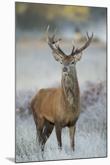 Red Deer (Cervus Elaphus) Stag, Portrait on Frosty Morning, Richmond Park, London, England-Danny Green-Mounted Photographic Print