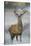 Red Deer (Cervus Elaphus) Stag, Portrait on Frosty Morning, Richmond Park, London, England-Danny Green-Stretched Canvas