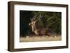 Red Deer (Cervus Elaphus) Stag Running, Klampenborg Dyrehaven, Denmark, September 2008-Möllers-Framed Photographic Print