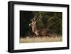 Red Deer (Cervus Elaphus) Stag Running, Klampenborg Dyrehaven, Denmark, September 2008-Möllers-Framed Photographic Print