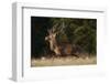 Red Deer (Cervus Elaphus) Stag Running, Klampenborg Dyrehaven, Denmark, September 2008-Möllers-Framed Photographic Print