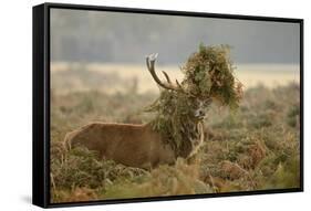 Red Deer (Cervus Elaphus) Stag Thrashing Bracken, Rutting Season, Bushy Park, London, UK, October-Terry Whittaker-Framed Stretched Canvas
