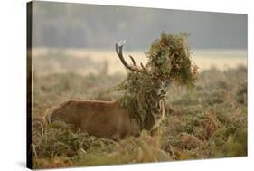 Red Deer (Cervus Elaphus) Stag Thrashing Bracken, Rutting Season, Bushy Park, London, UK, October-Terry Whittaker-Stretched Canvas
