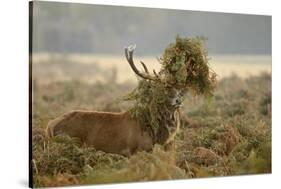 Red Deer (Cervus Elaphus) Stag Thrashing Bracken, Rutting Season, Bushy Park, London, UK, October-Terry Whittaker-Stretched Canvas