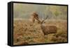 Red Deer (Cervus Elaphus) Stag Thrashing Bracken, Rutting Season, Bushy Park, London, UK, October-Terry Whittaker-Framed Stretched Canvas